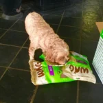 Choosing The Proper Treats For Your Dog