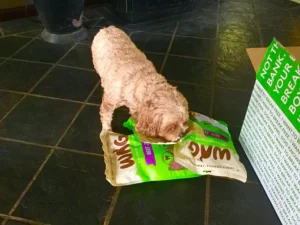 Choosing The Proper Treats For Your Dog